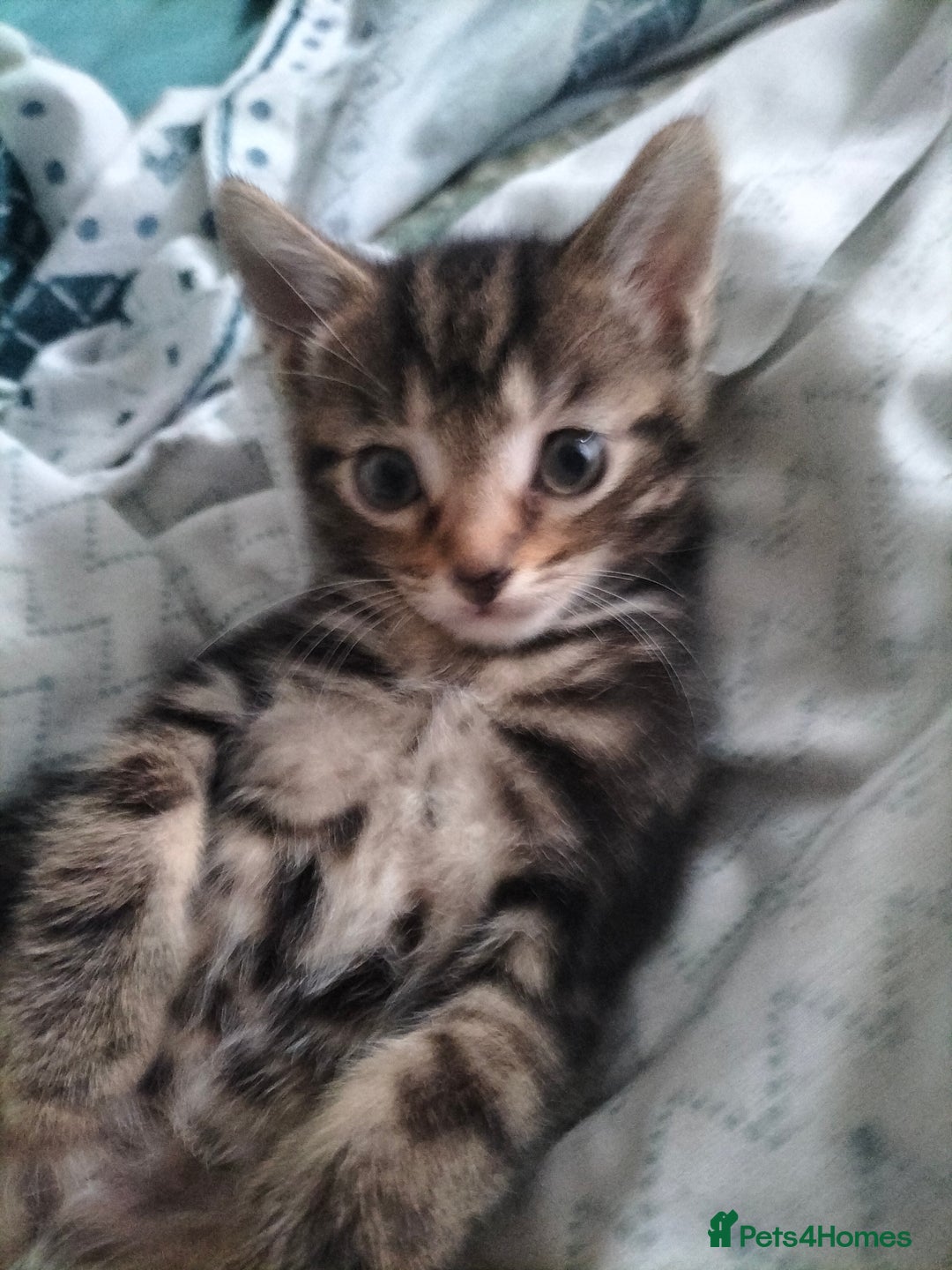 Mixed Breed cats for sale: 3 Beautiful Tabby fluffy Kittens - Image 17