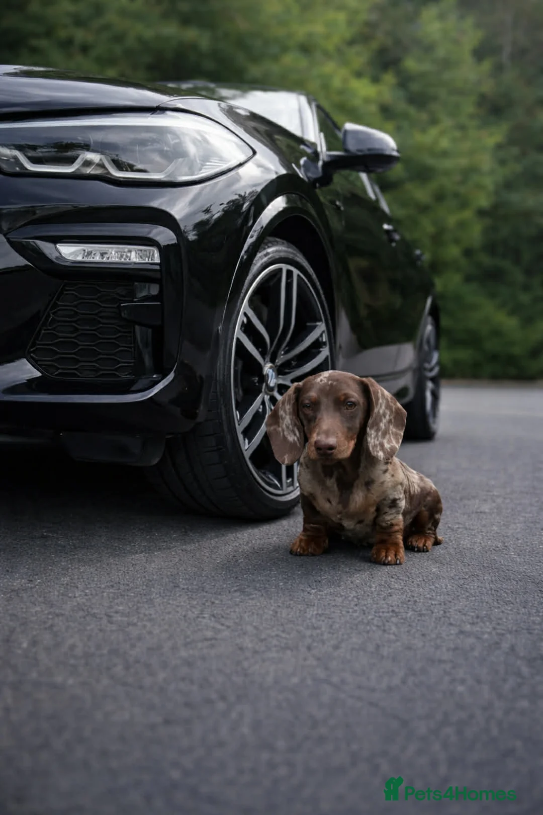 Miniature Dachshund dogs for stud: Mini Muffin pop for stud! - Advert 1