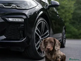 Miniature Dachshund dogs Mini Muffin pop for stud! - Advert 1