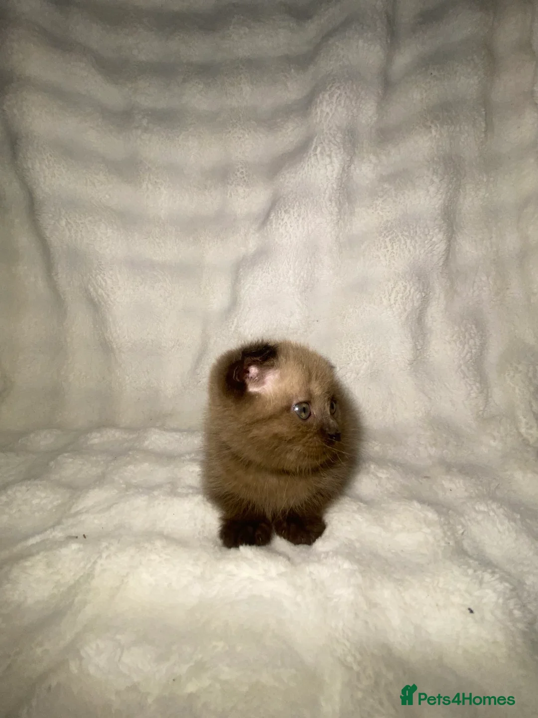 Mixed Breed cats for sale: BSH ** cottishFold Kitten Looking For A New Home🏡 in Dagenham - Advert 2