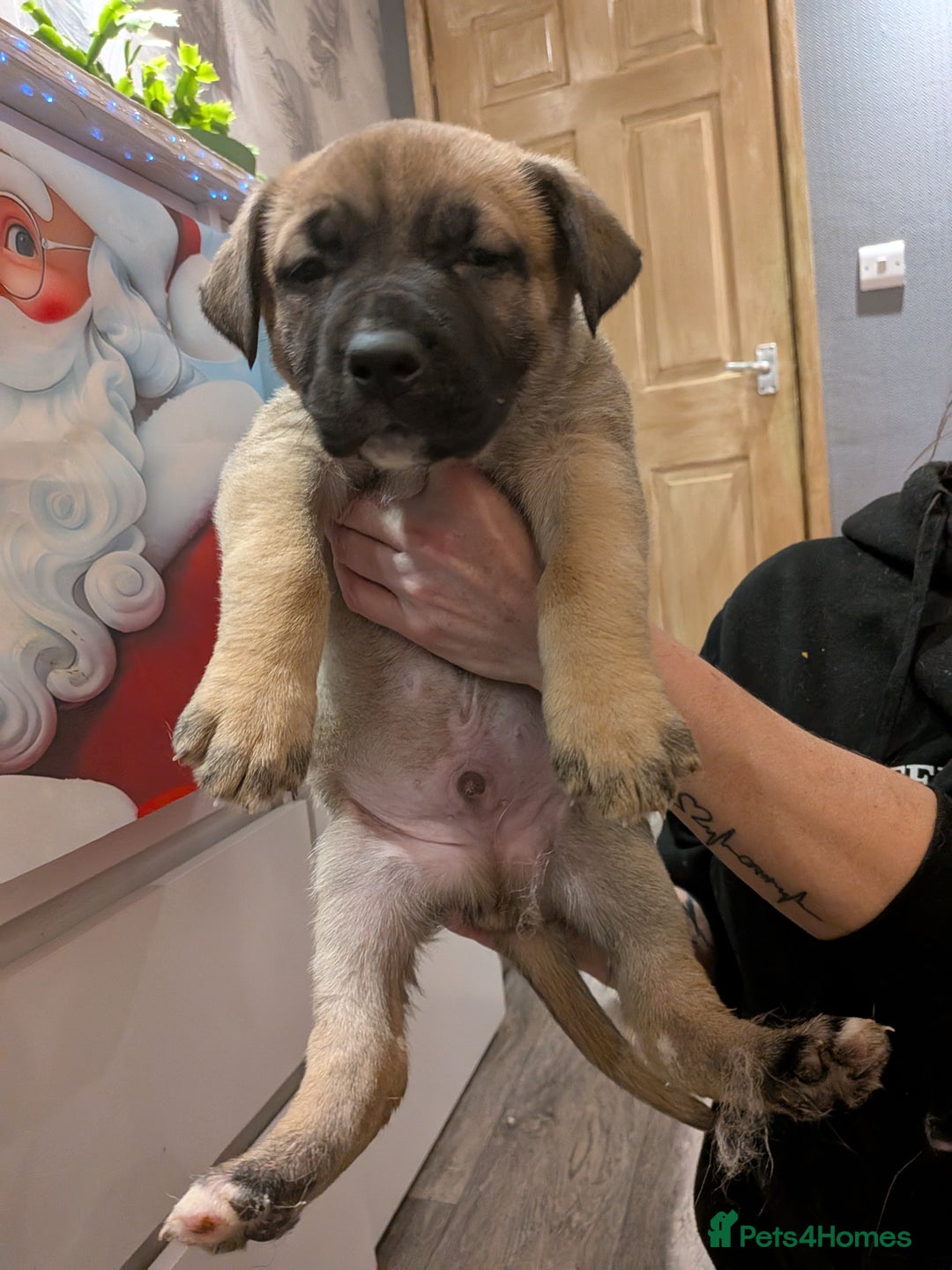 Mixed Breed dogs for sale: MixedBreed Mum Bullboxer Dad-King German Shepherd  - Advert 15