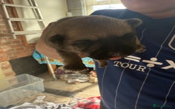 Chug dogs for sale: PUPPIES FOR SALE - Image 7