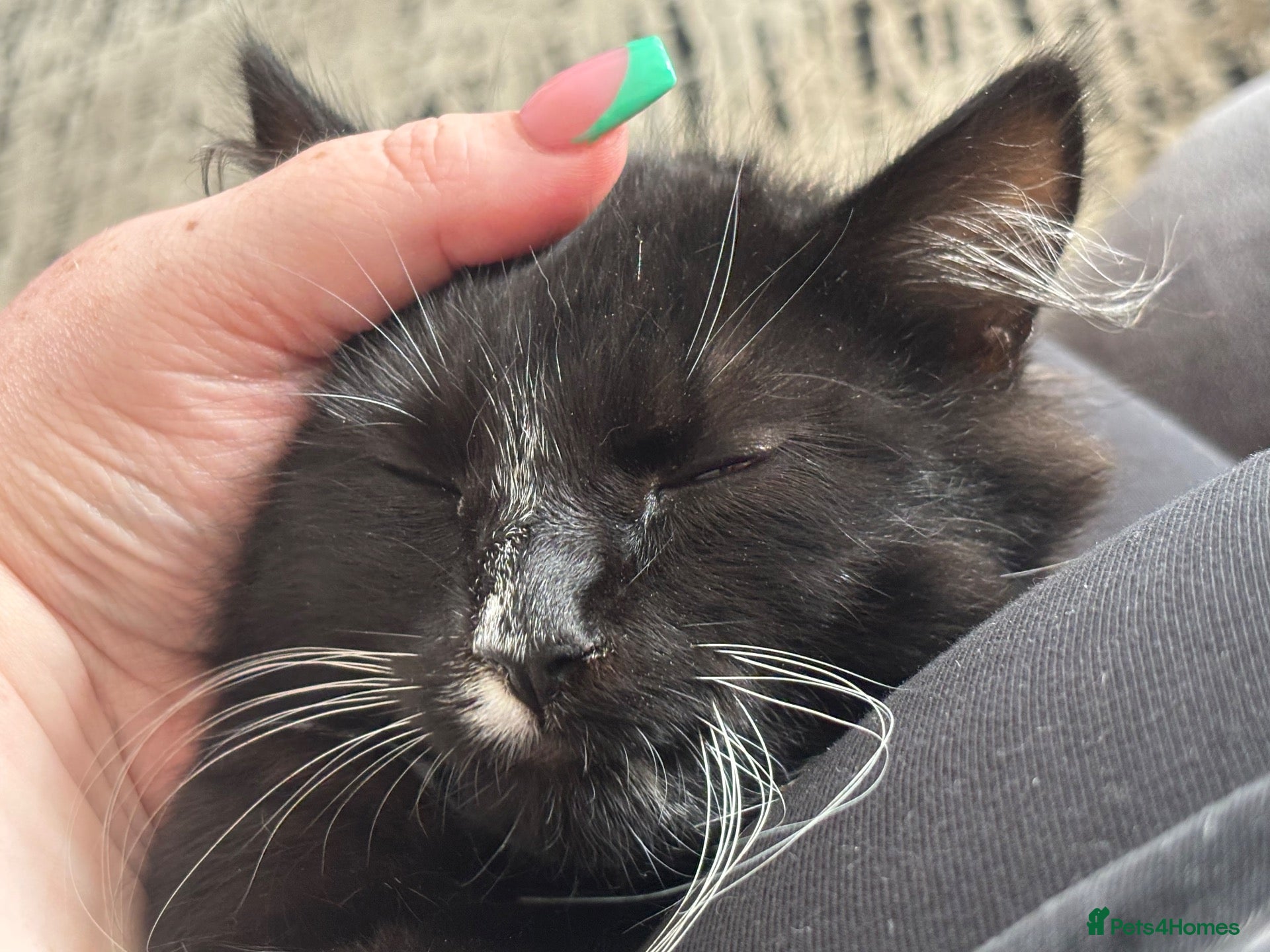 Mixed Breed cats Felix, definition of a cuddle bug ❤️ - Advert 2