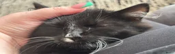 Mixed Breed cats for sale: Felix, definition of a cuddle bug ❤️ - Advert 1