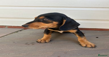 Mixed Breed dogs - Advert 5