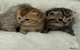 British Shorthair cats for sale: British shorthair kittens  - Image 4
