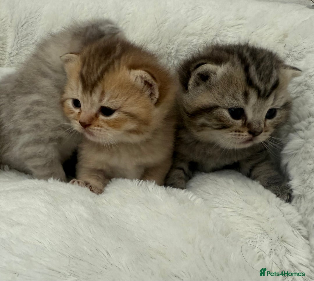 British Shorthair cats for sale: British shorthair kittens  - Image 4