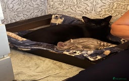 Mixed Breed cats for sale: 2 Black kittens  - Image 2
