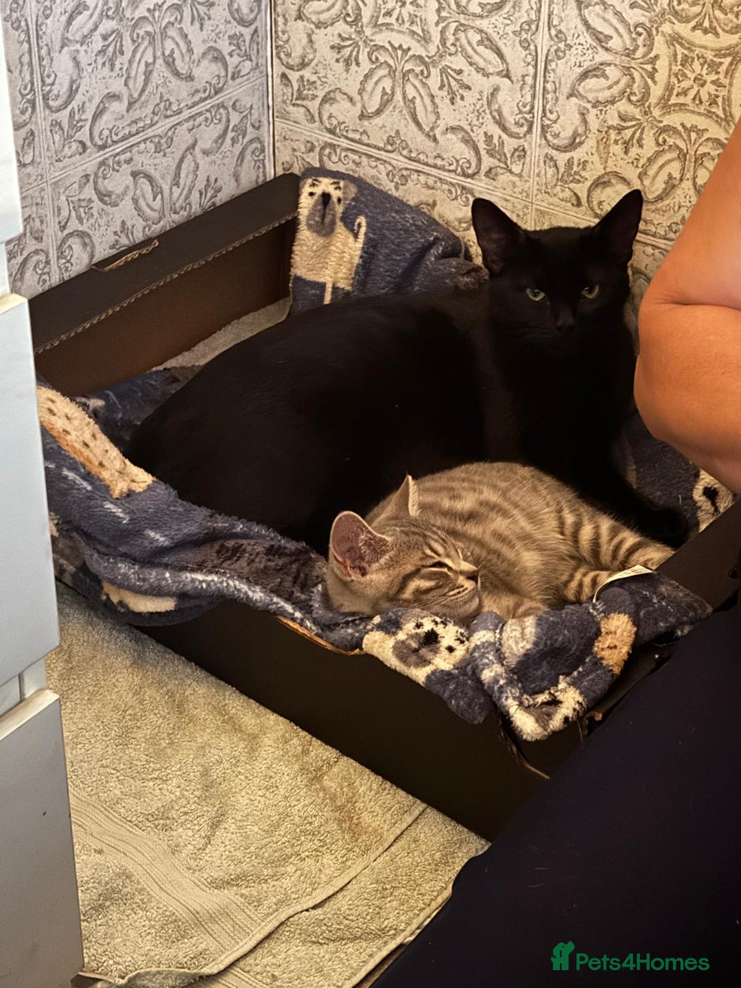 Mixed Breed cats for sale: 2 Black kittens  - Image 2