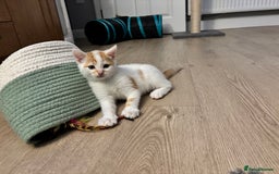 Domestic Shorthair cats for sale: Sweet, Playful Kittens Ready for Loving Homes 🐱 - Image 11
