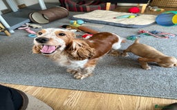 Cocker Spaniel dogs for sale: Beautiful gold cocker puppies - Image 26