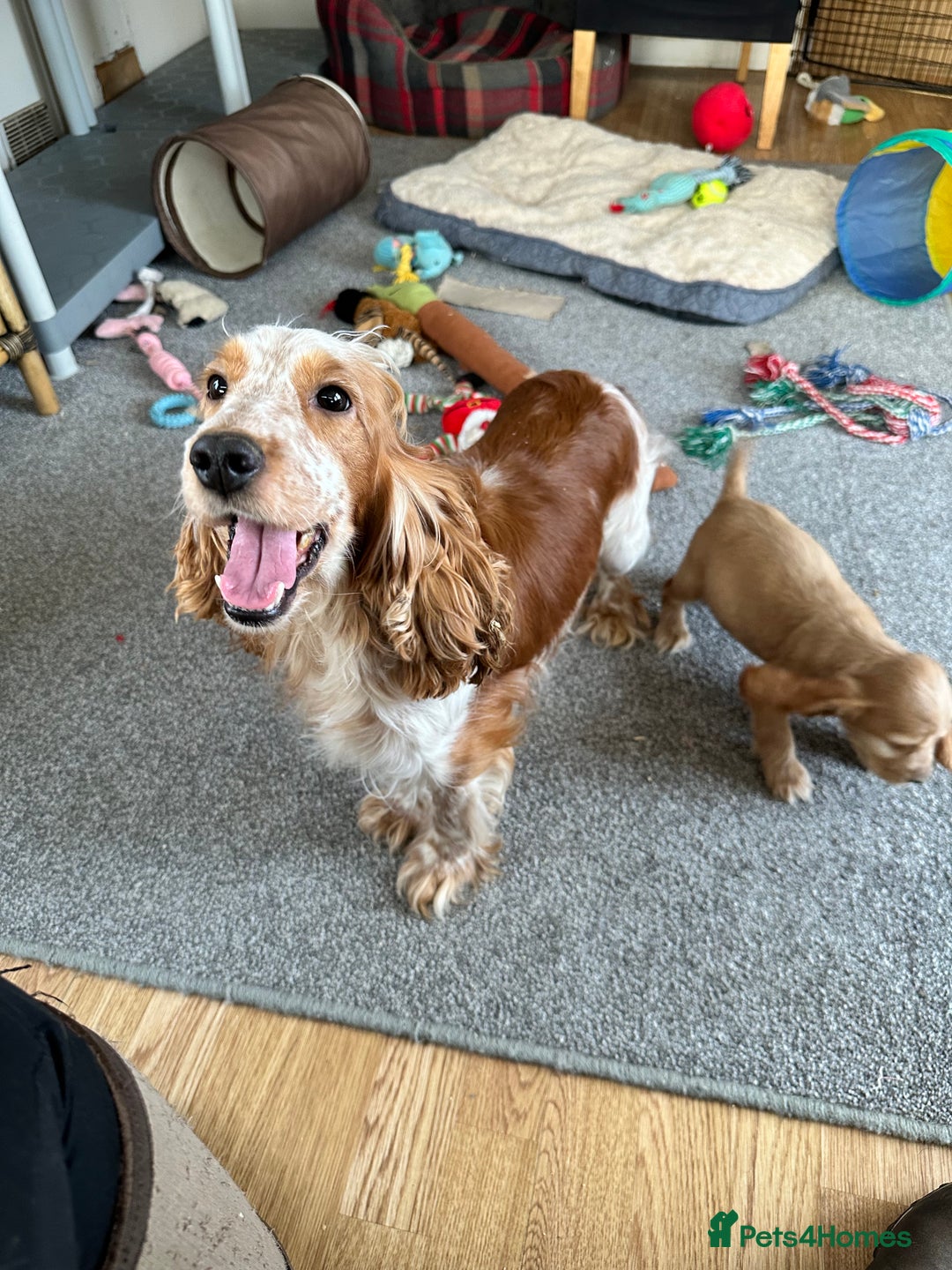 Cocker Spaniel dogs for sale: Beautiful gold cocker puppies - Image 26