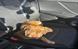 Mixed Breed dogs for sale: Beautiful cane corso NALA - Advert 5