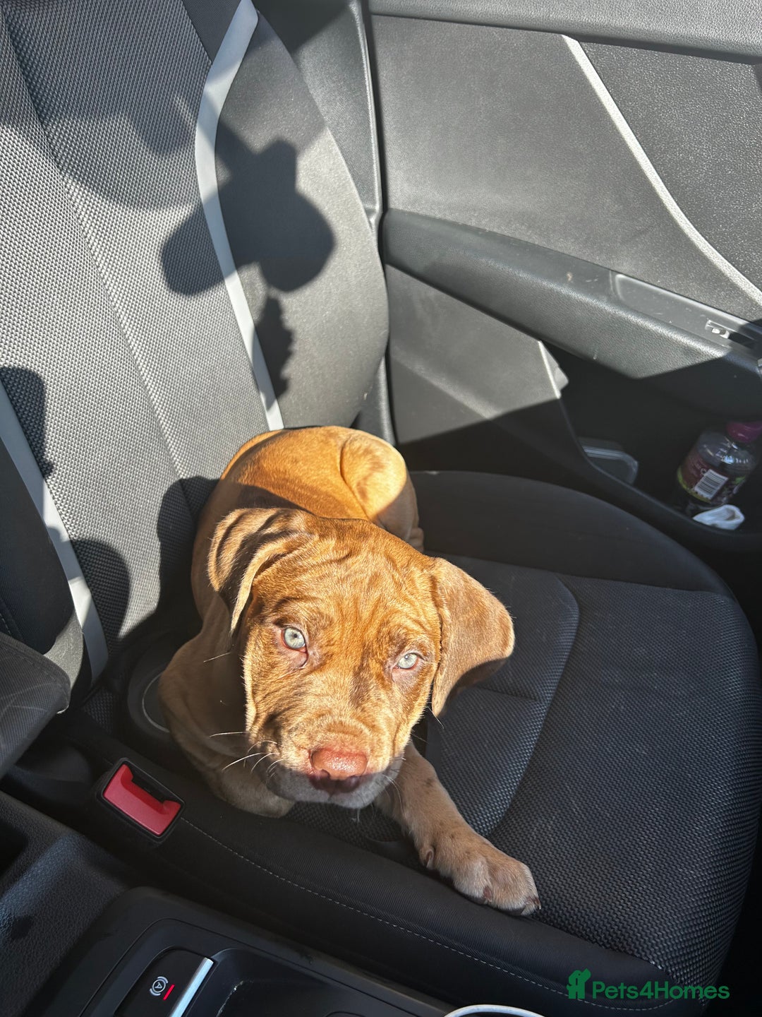 Mixed Breed dogs for sale: Beautiful cane corso NALA - Advert 5