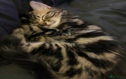 Siberian cats for sale: LONG HAIRED TABBY KITTEN MALE  - Image 4