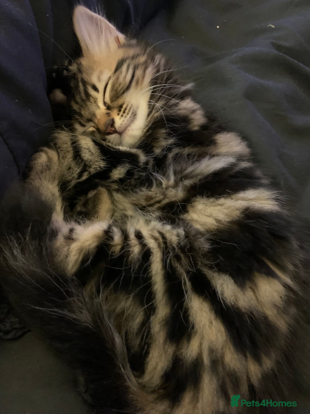 Siberian cats for sale: LONG HAIRED TABBY KITTEN MALE  - Image 4