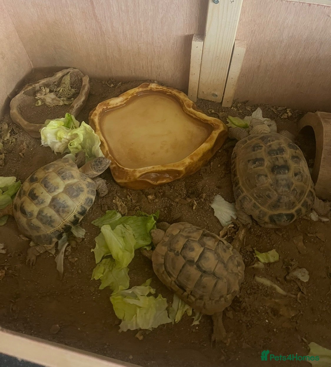 Hermann Tortoise reptiles My 3 beautiful female turtles - Advert 2