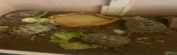 Hermann Tortoise reptiles for sale: My 3 beautiful female turtles in London - Advert 1