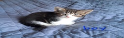 Domestic Shorthair cats for sale: 3 gorgeous kittens for sale - Advert 14