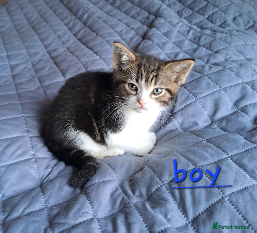 Domestic Shorthair cats for sale: 3 gorgeous kittens for sale - Advert 14