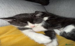 British Shorthair cats for sale: 5 gorgeous kittens - Image 6