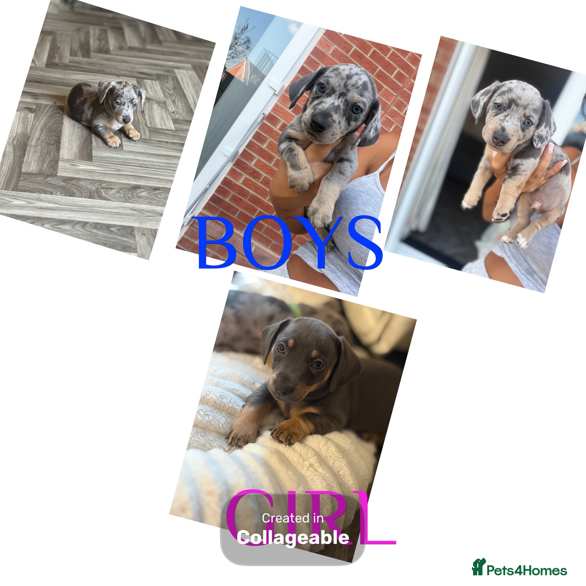 Jackshund dogs Ready for there forever homes  - Advert 2