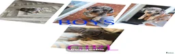 Jackshund dogs for sale: Ready for there forever homes  - Advert 6
