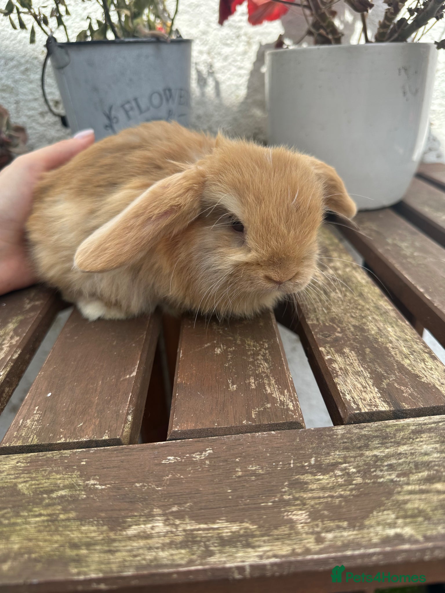 Mini Lop rabbits Beautiful mini lop boy available now  - Advert 1