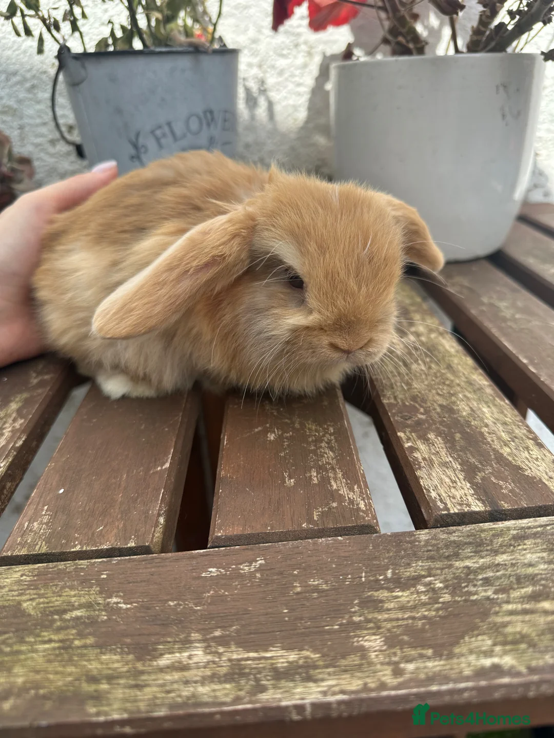 Mini Lop rabbits for sale: Beautiful mini lop boy available now  - Advert 1