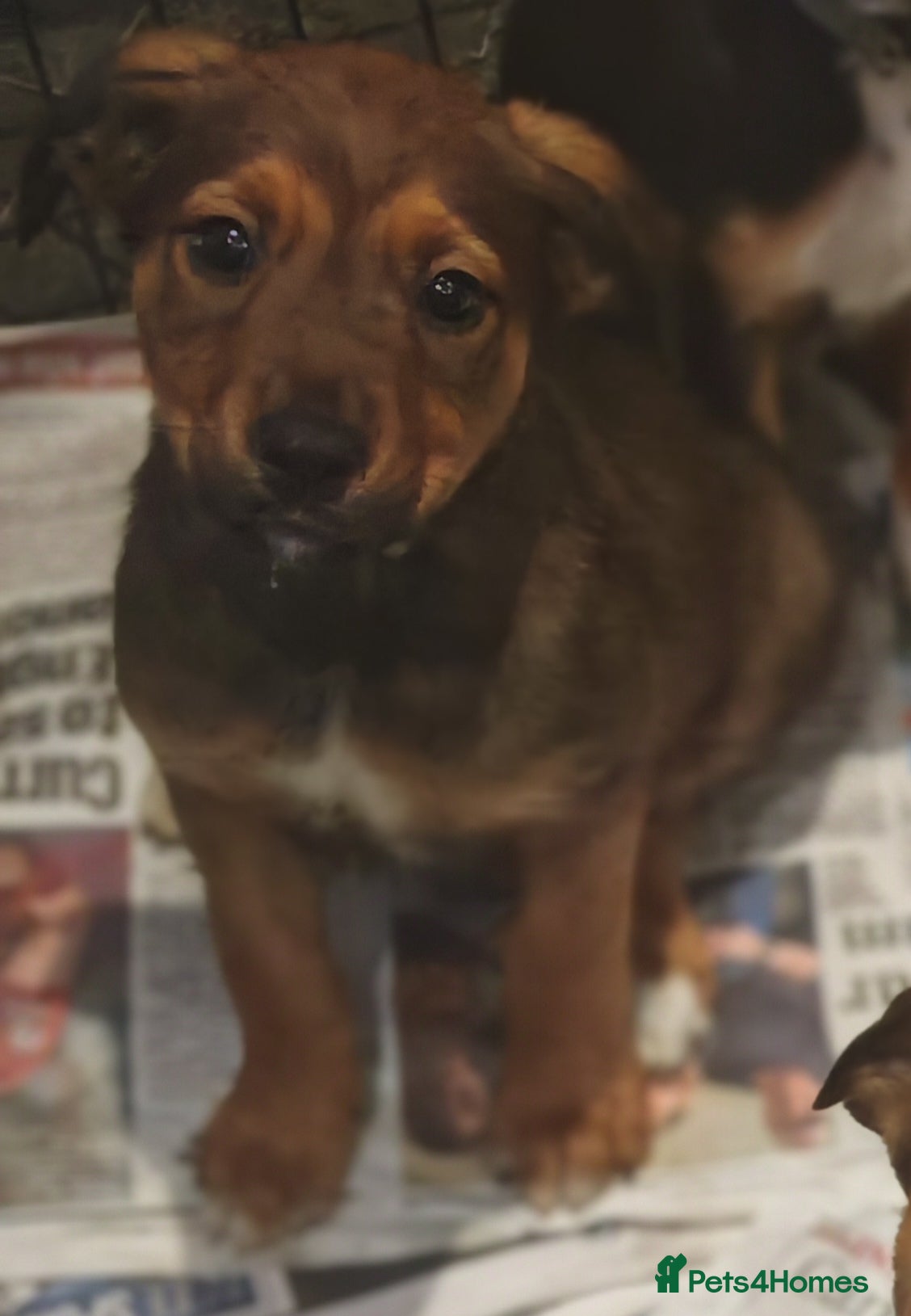 Mixed Breed dogs Rottweiler x lurcher - Advert 11