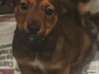 Mixed Breed dogs Rottweiler x lurcher - Advert 11