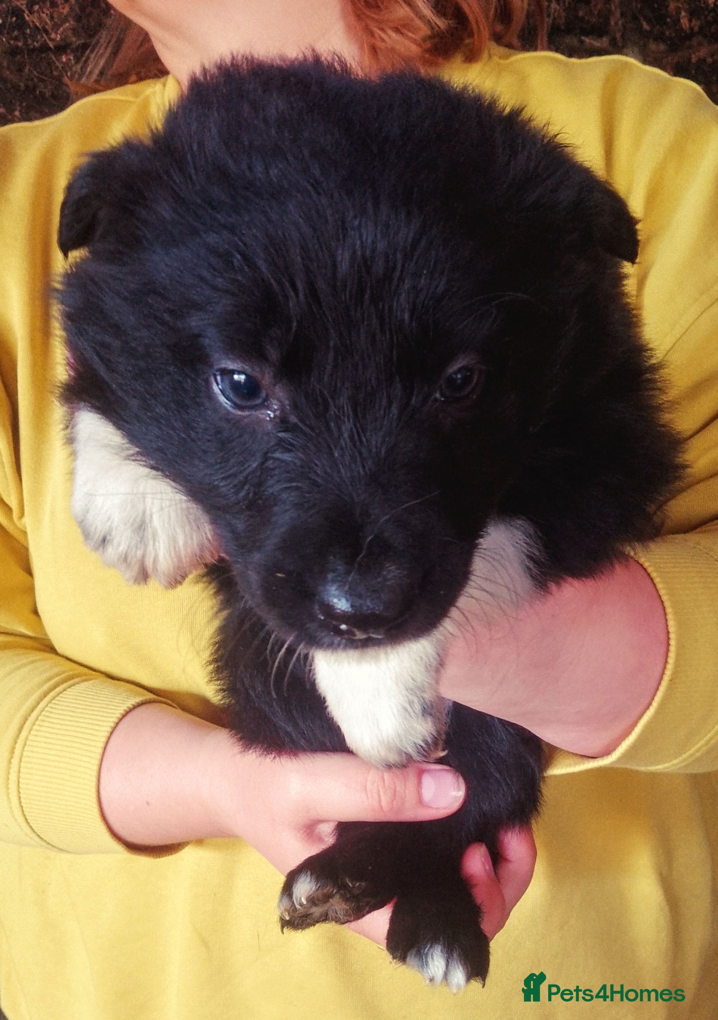 Border Collie dogs for sale: Beautiful Collie pups  - Advert 1