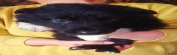 Border Collie dogs for sale: Beautiful Collie pups  - Advert 1