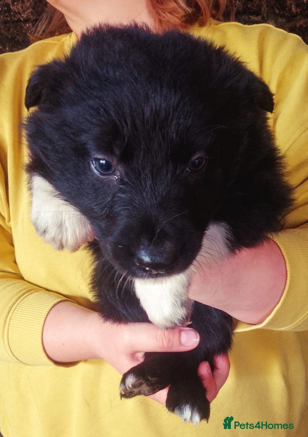 Border Collie dogs for sale: Beautiful Collie pups  - Advert 1