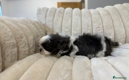 Shih Tzu dogs for sale: Exquisite Imperial Shih Tzu Puppies  - Image 16