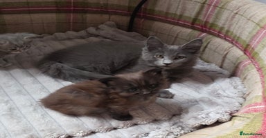 Maine Coon cats - Advert 6