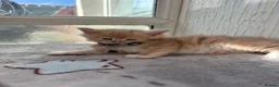 Maine Coon cats for sale: Maine coon kittens - Advert 16