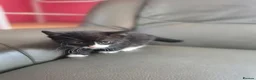 Mixed Breed cats for sale: 5 adorable kittens for sale  - Advert 6