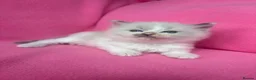 Ragdoll cats for sale: 5 Beautiful Fluffy Ragdoll Kittens  - Advert 2