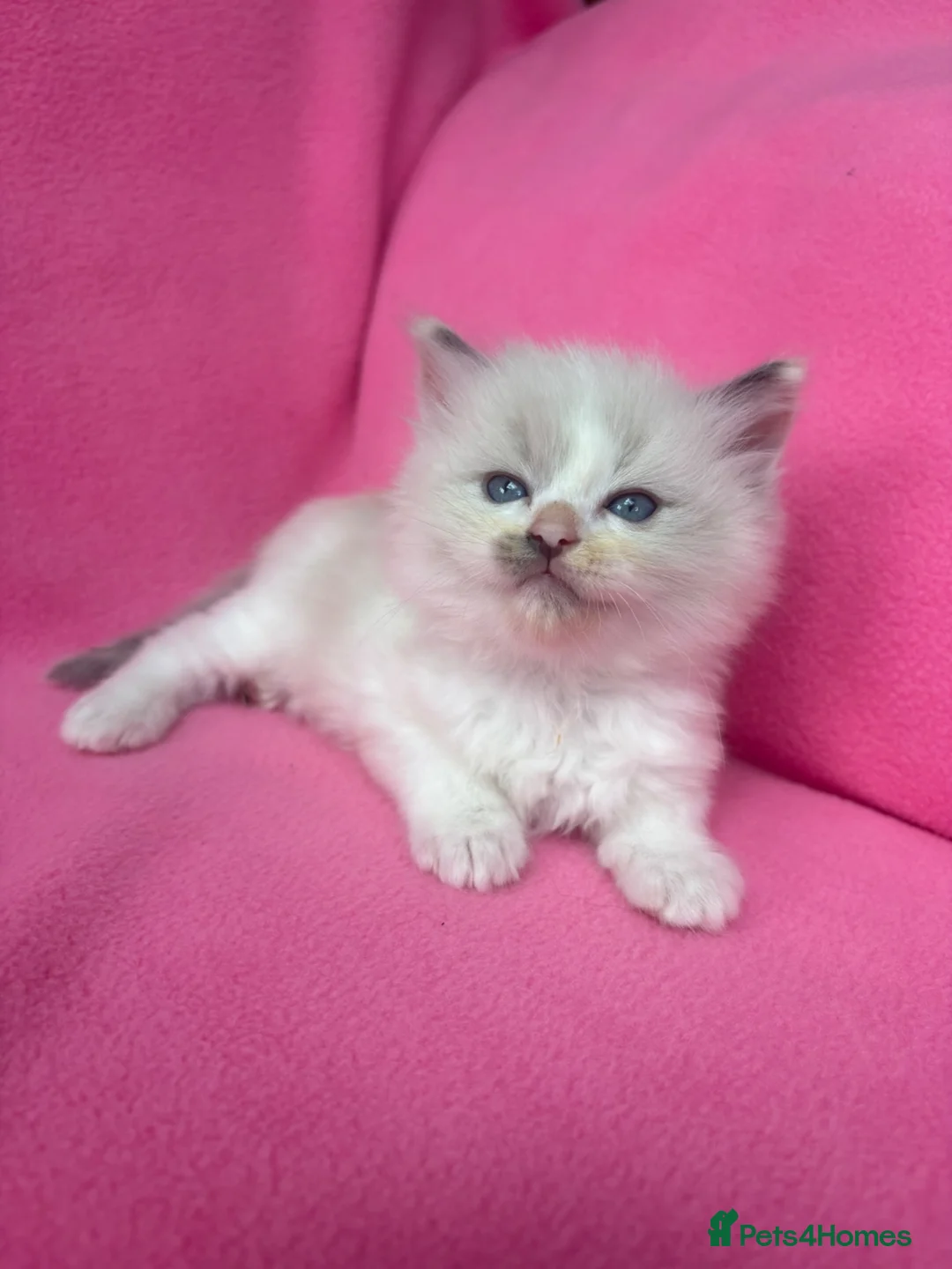 Ragdoll cats for sale: 5 Beautiful Fluffy Ragdoll Kittens  - Advert 2