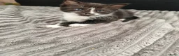 Domestic Shorthair cats for sale: Very playful and lovely kittens - Advert 6