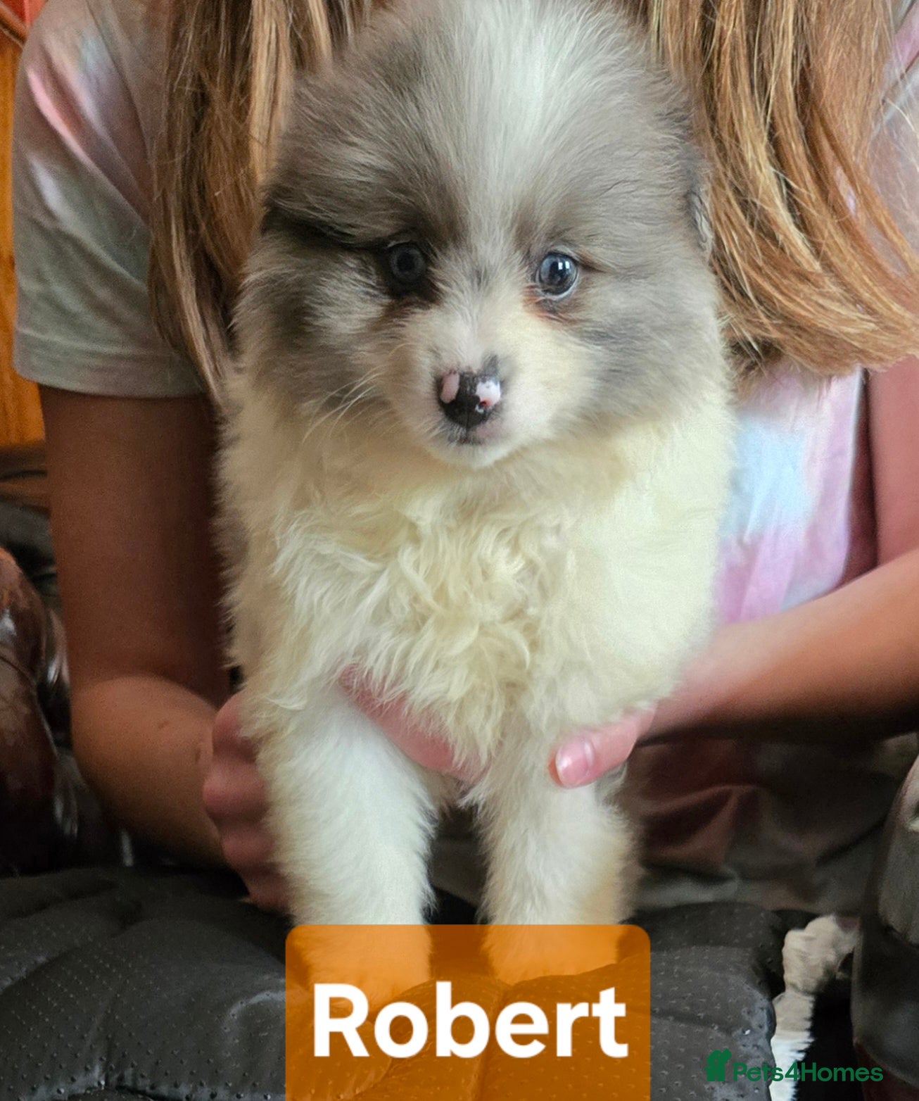 Pomeranian dogs Last 2 gorgeous pomeranian available  - Advert 1