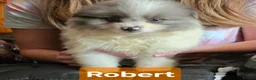 Pomeranian dogs for sale:  3 gorgeous pomeranian puppies available  - Advert 20
