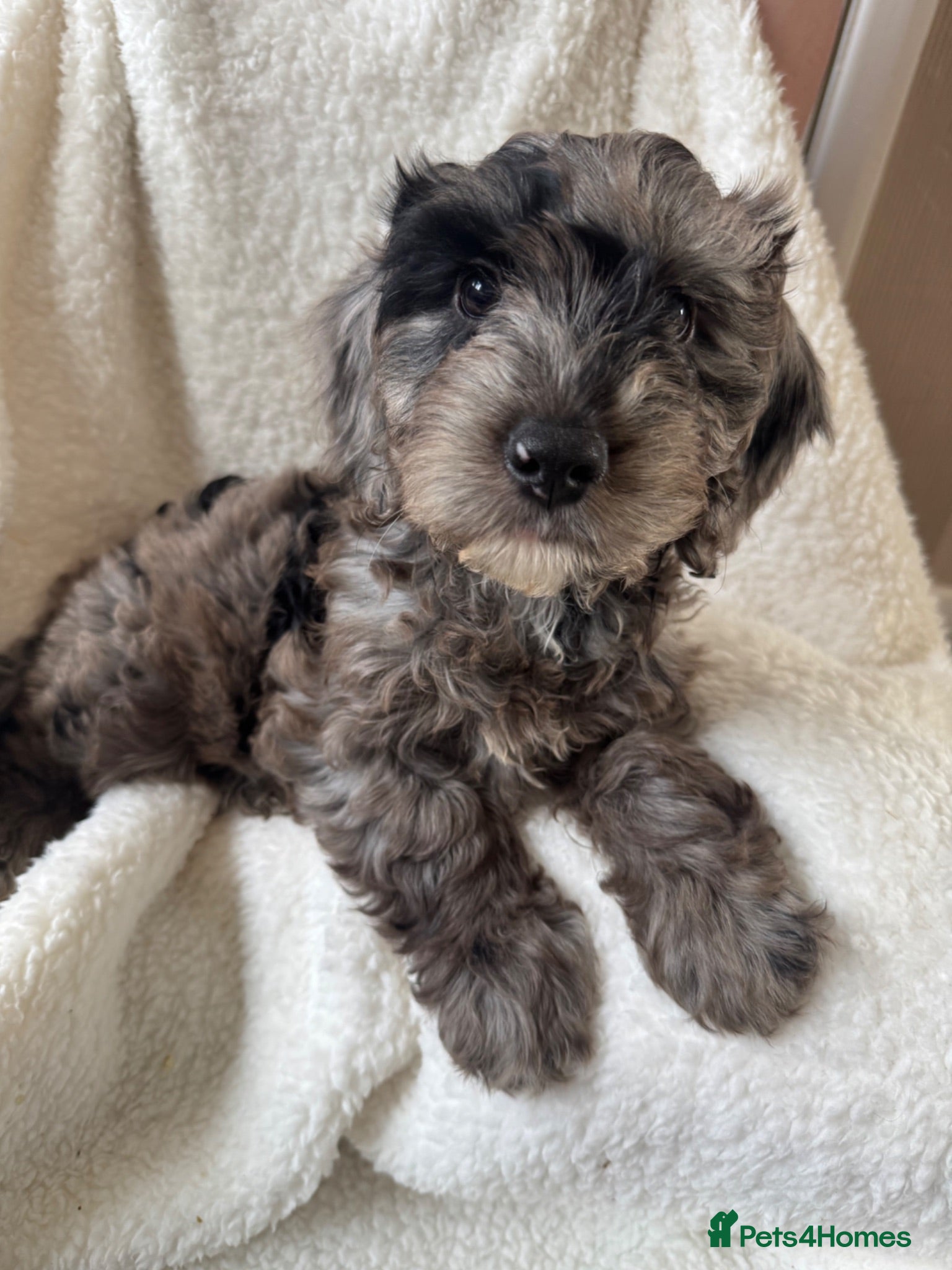 Cockapoo dogs Cockapoo puppies - Advert 16
