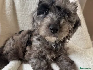 Cockapoo dogs Cockapoo puppies - Advert 16