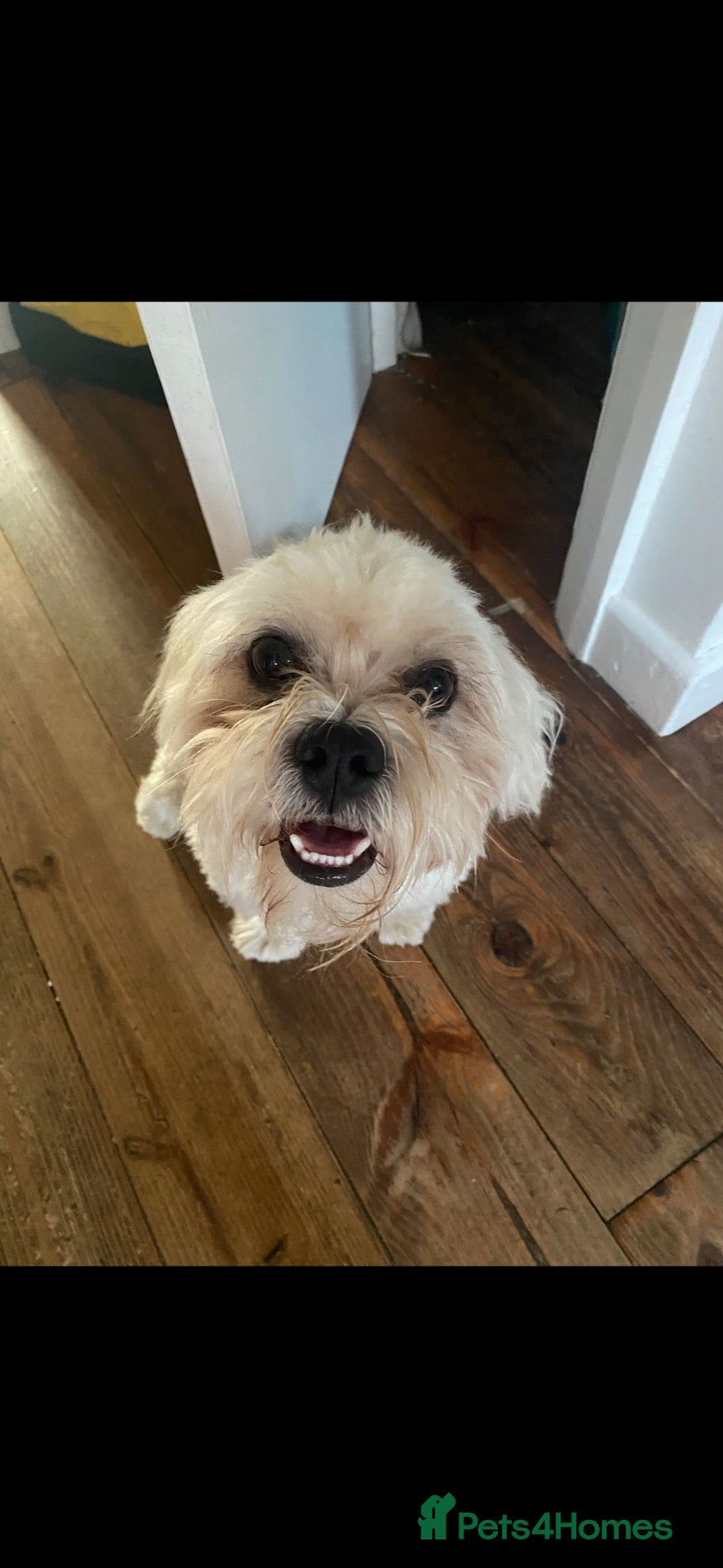 Lhasa Apso dogs Piglet  - Advert 1