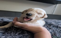 Labradoodle dogs for sale: F1 Labradoodle puppies  - Image 15