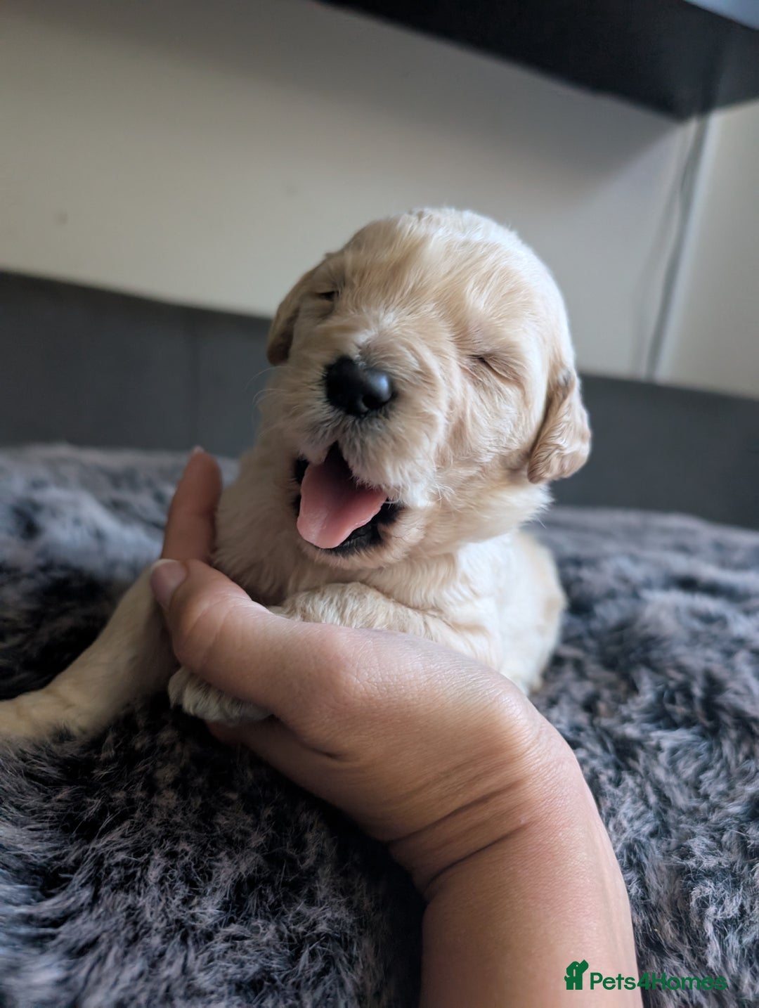Labradoodle dogs for sale: F1 Labradoodle puppies  - Image 15