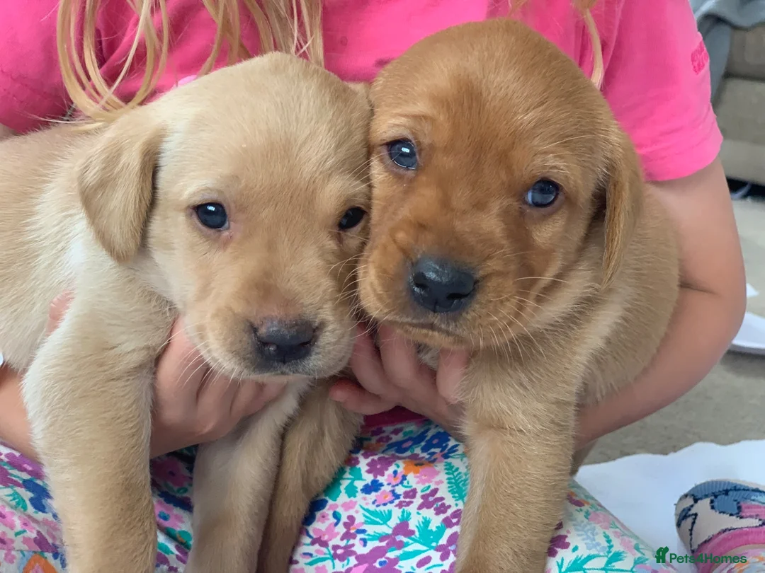 Labrador Retriever dogs for sale: Beautiful KC Labrador puppies - Advert 1