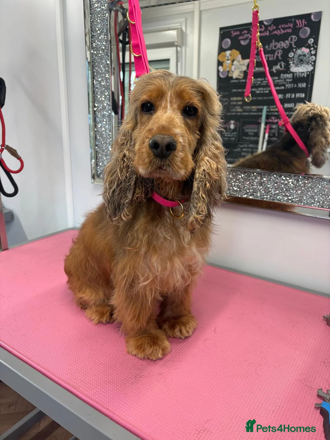 Cocker Spaniel dogs for sale: Retired sable cocker spaniel  - Advert 2